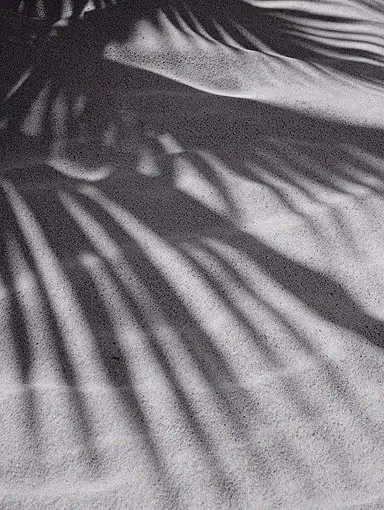 Palm Tree shadow photo for Our Work page (scrolling photos).