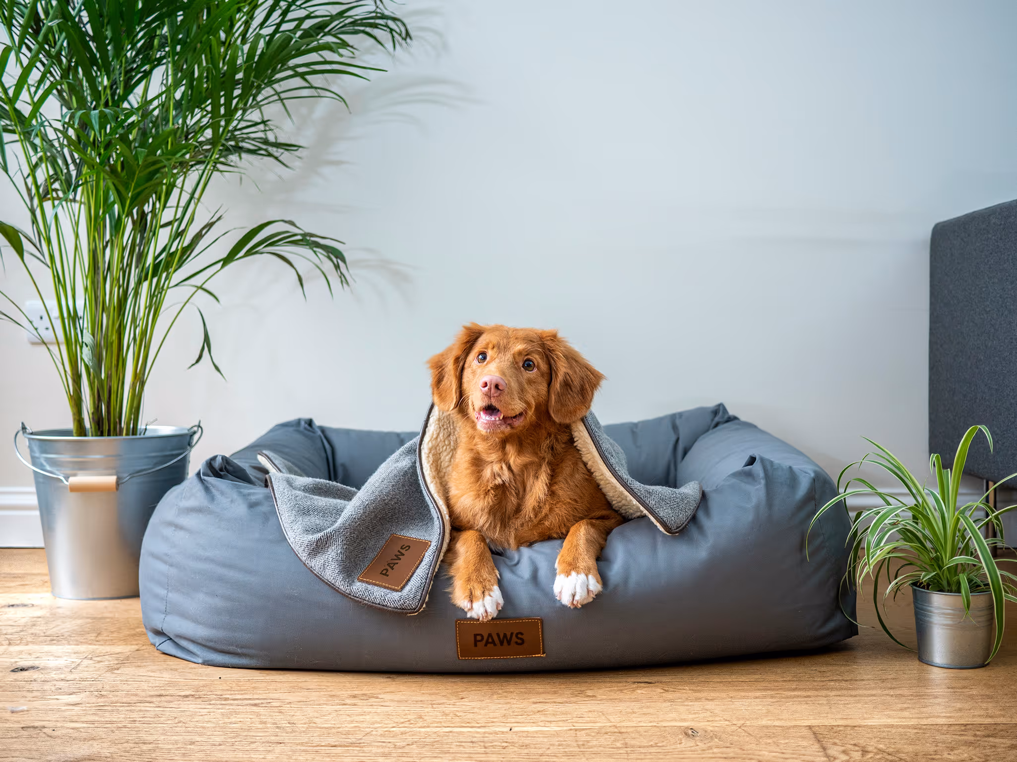 The paws project banner.